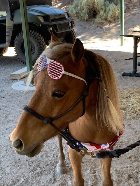 Zebedee ready for the parade
