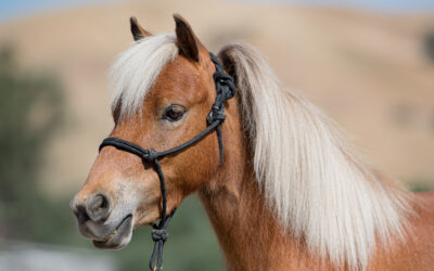 Meet Zebedee The Wonder horse