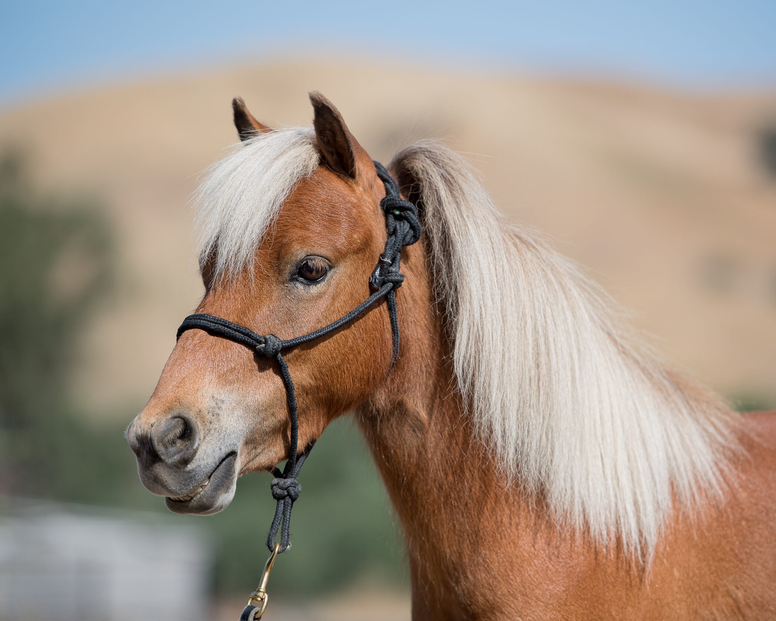Zebedee - Mini Horse Therapy