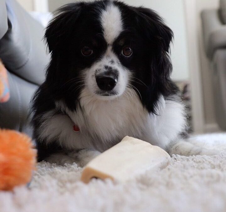 The Dynamic Duo: Zebee & Theo