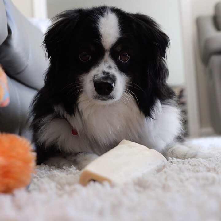 Meet Theo, the Miniature Australian Shepherd